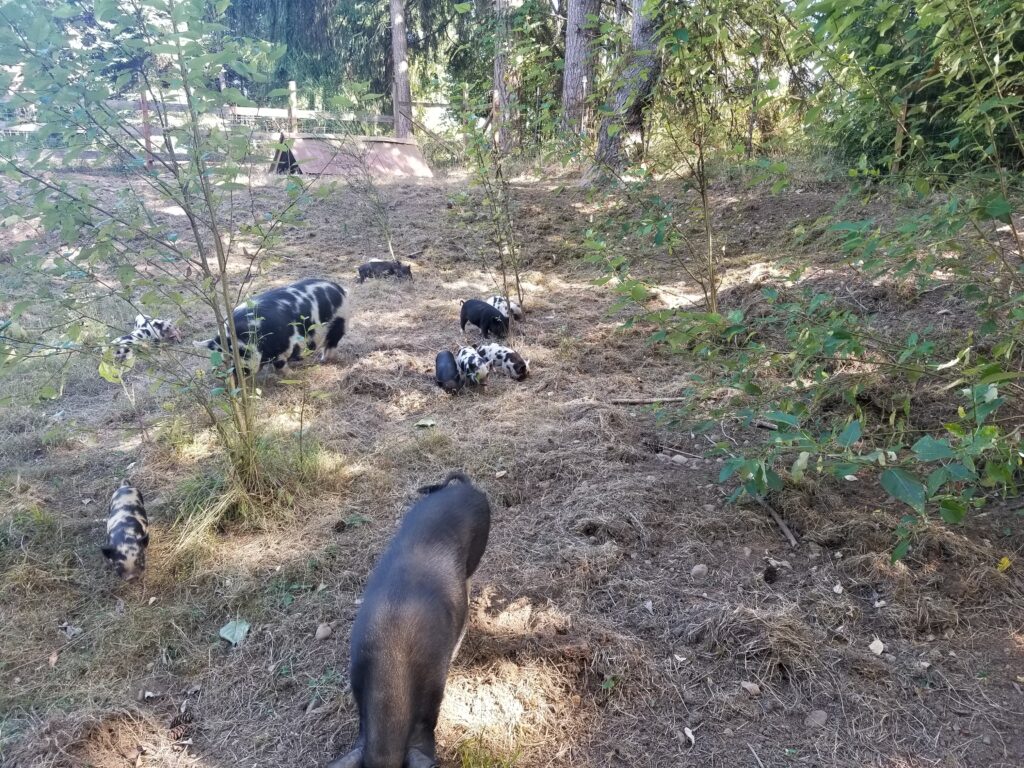 Pigs grazing in a fenced in area. The area has been grazed to bare mineral soil and there is little vegetation.