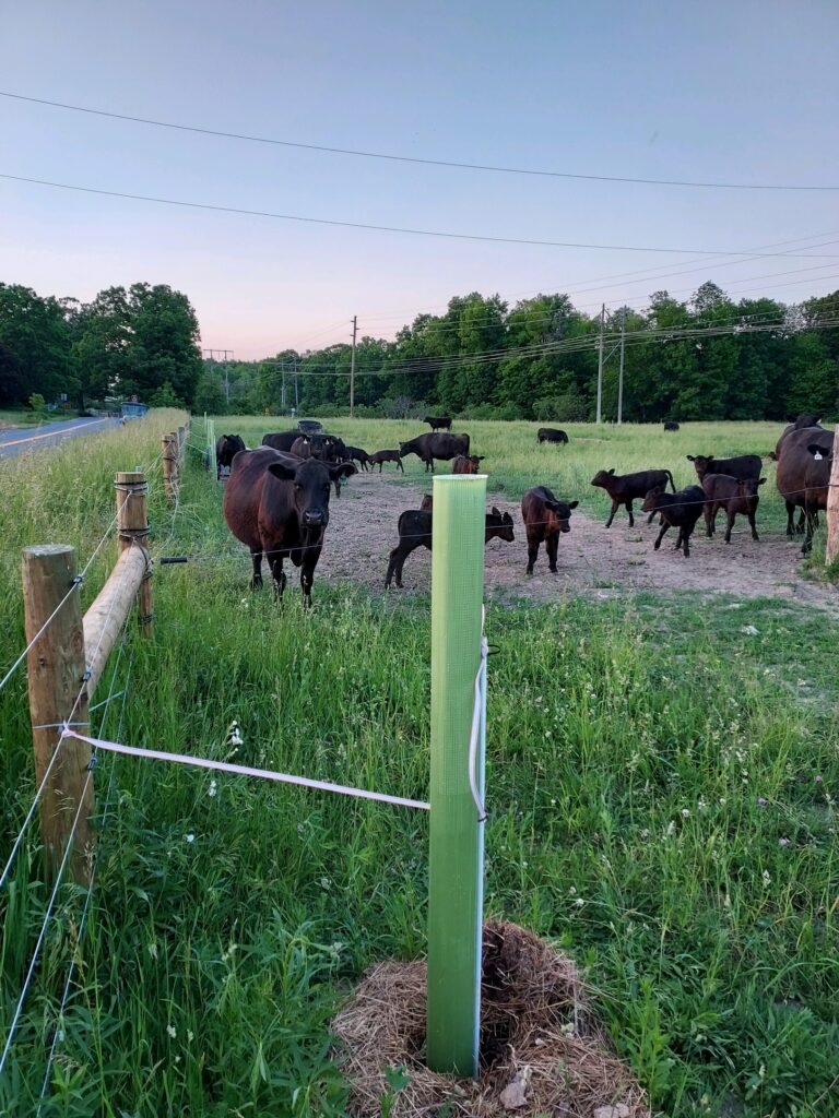 A tree tube with electrified polywire wrapped around it, connected to a livewire fence to keep charged. Cows are grazing in the area around it.