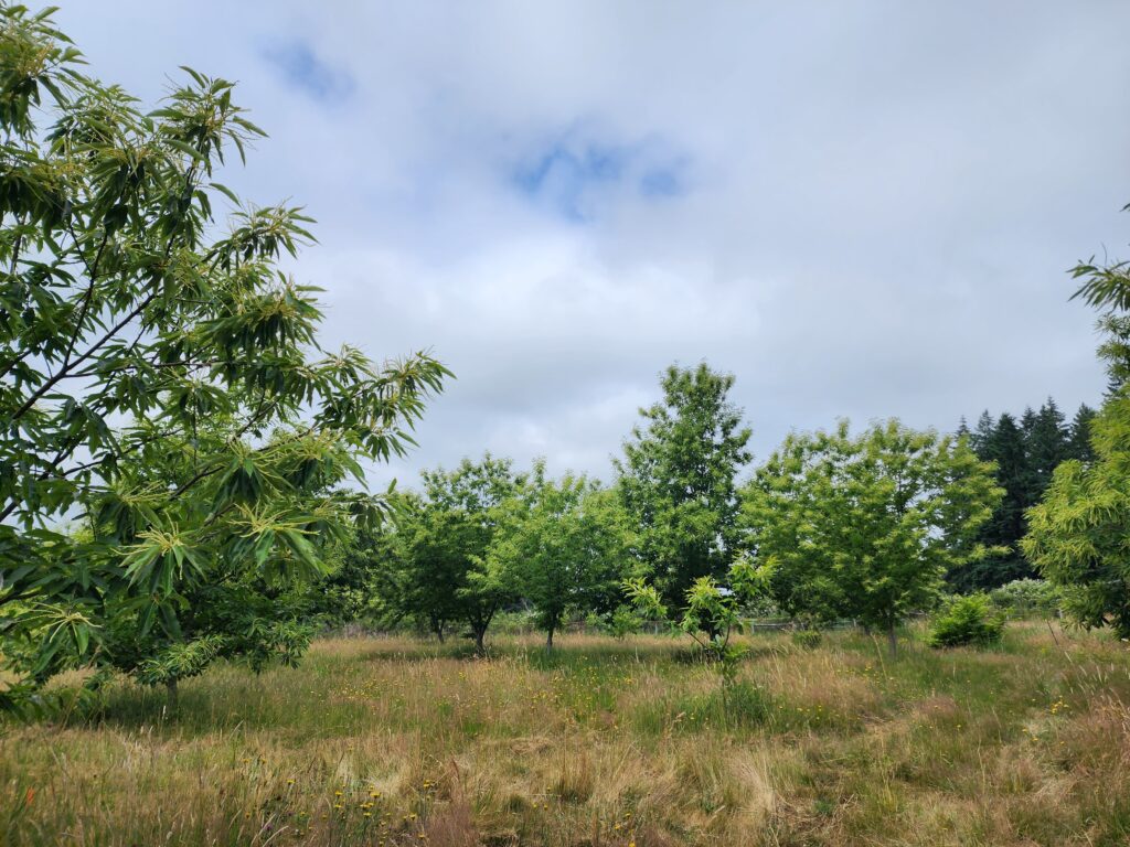 Chestnut trees growing in an orchard with grass growing beneath.