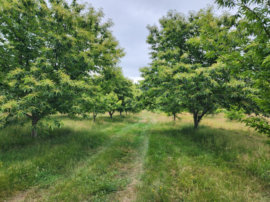 Chestnut trees growing in an orchard with grass growing beneath.