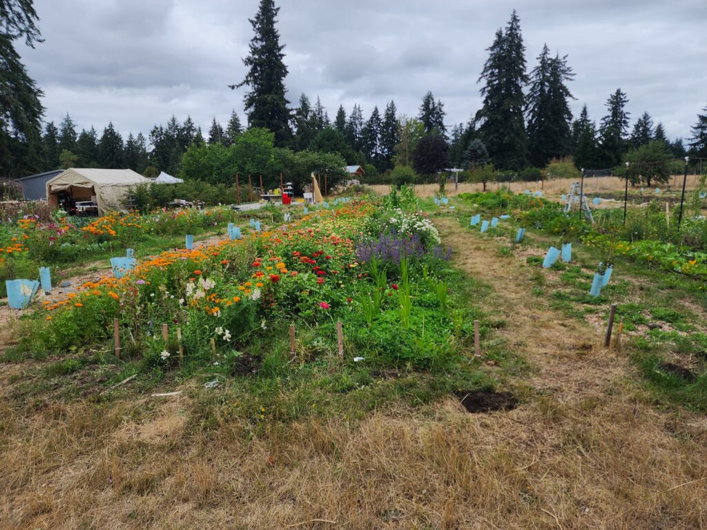 Cut flowers grow between rows of recently planted shrubs in tree tubes. 