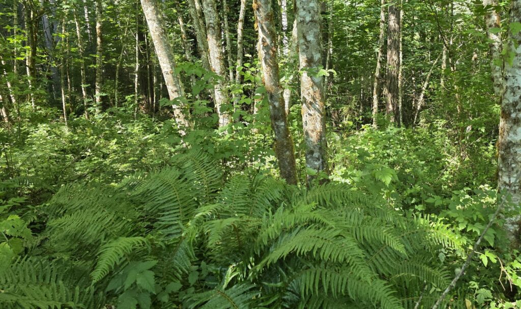 A mix of native vegetation growing in the understory of a red alder forest.