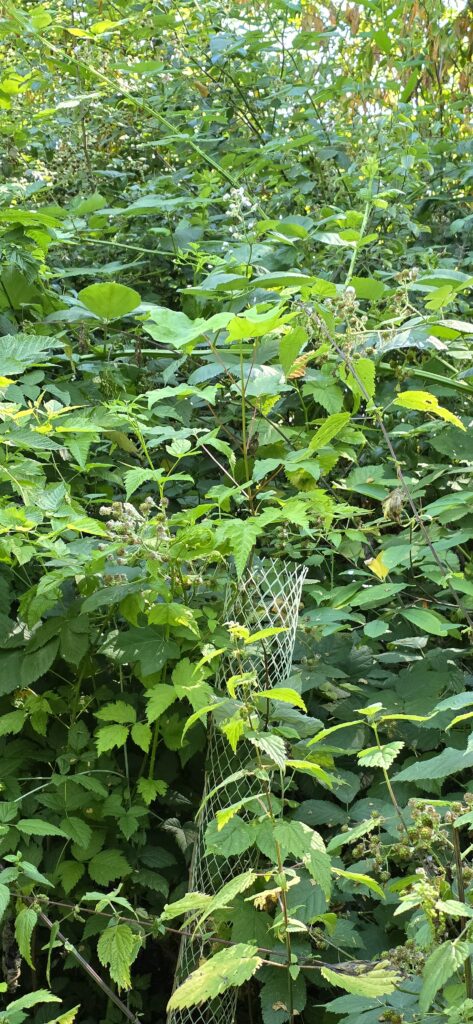 A maple sapling protected by a tree tube being overgrown by blackeberry.