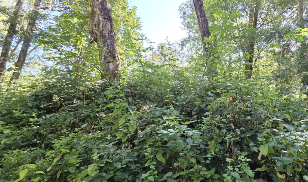 A dense, tall mix of native vegetation and noxious weeds growing beneath an open forest canopy.