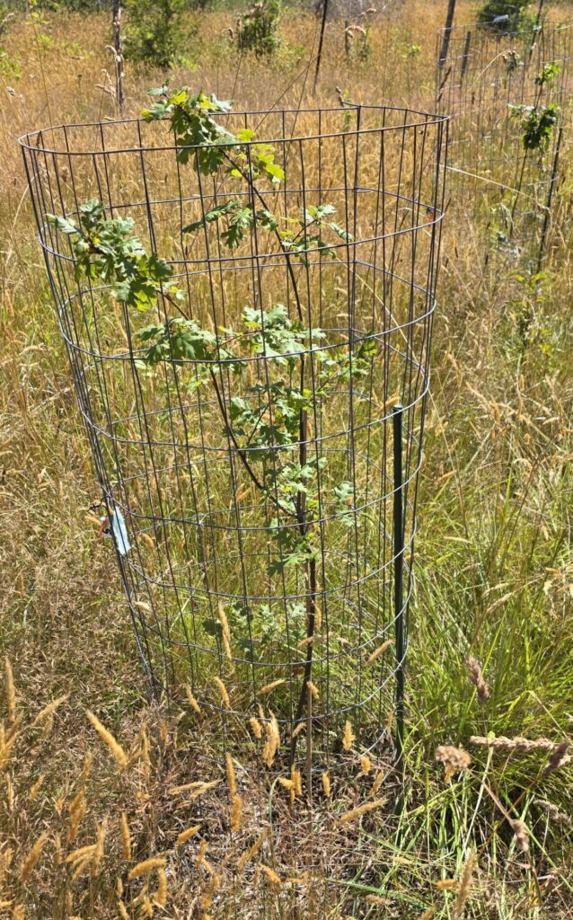 An Oregon white oak seedling growing in a grassy area, surrounded by metal cage staked with a t-post.