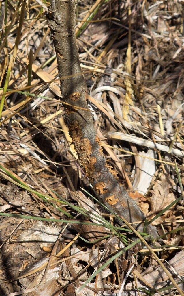 Chewing damage at the base of an Oregon white oak seedling