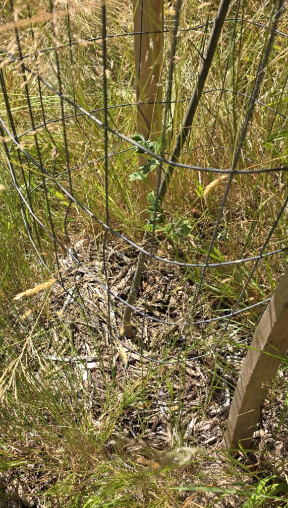 Mulch at the base of an oak tree seedling surrounded by a cage. The mulch is decaying but still preventing vegetation from growing immediately around the seedling.