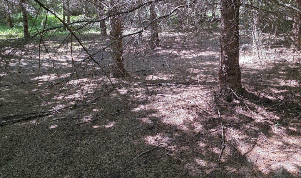 A bare understory beneath a conifer plantation. There is little or no vegetation growing underneath.