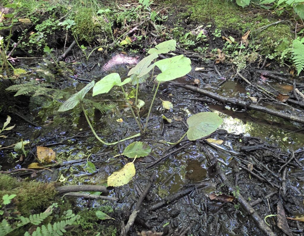 A wasabi plant growing in a stream.