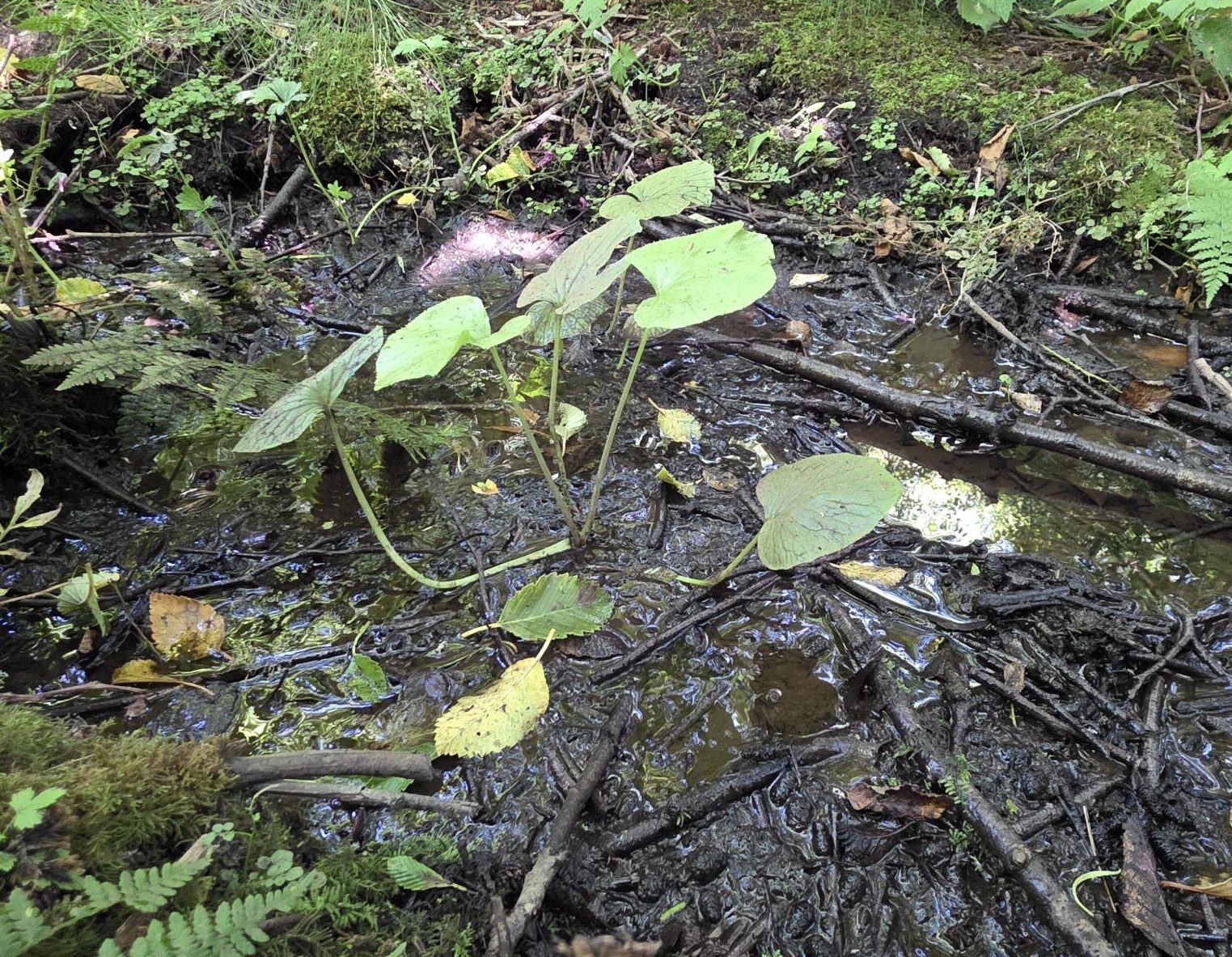 Wasabi growing in the gravel bed of a stream