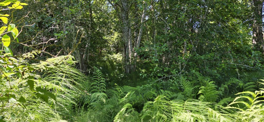 A forested slope leading down into a stream lush with riparian vegetation. 