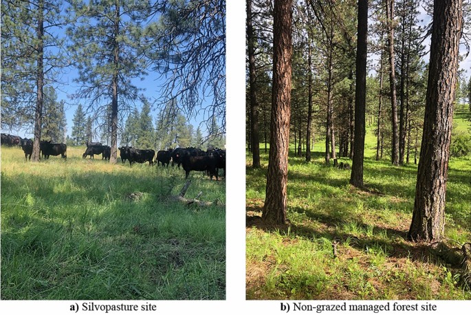 Two photos. The one shows cattle grazing in the understory of a low-density Ponderosa pine plantation. The right shows a managed Ponderosa pine forest without grazing.