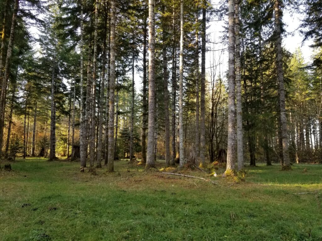 A cluster of conifers growing in a silvopasture system with open areas between it and other clusters.