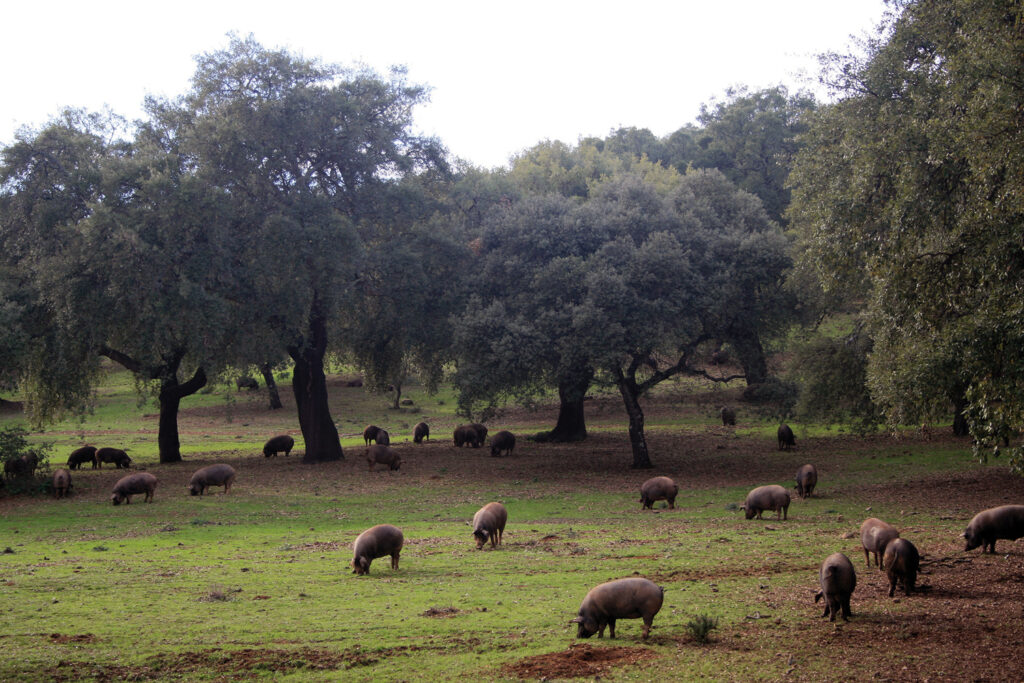 Pigs grazing over a large partially wooded space.