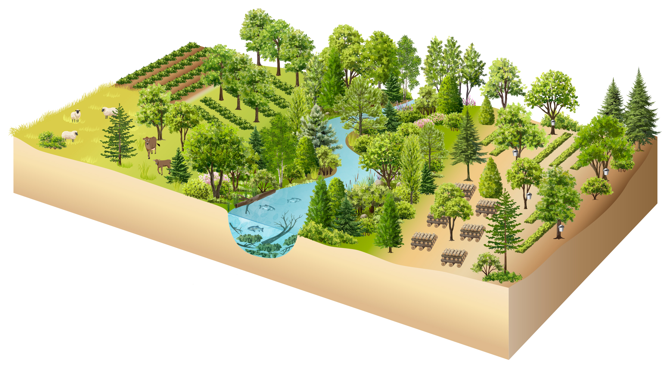 A graphic showing a riparian buffer that includes agroforestry practices.