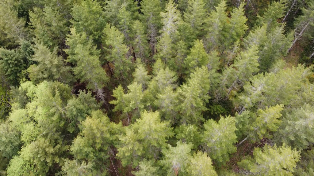 An aerial view of a coniferous forest