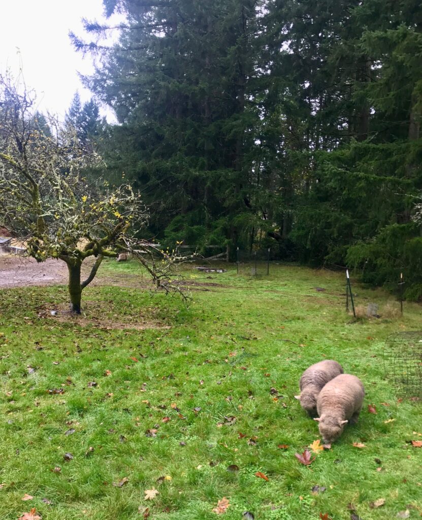Sheep grazing at Sweetwater Farm.