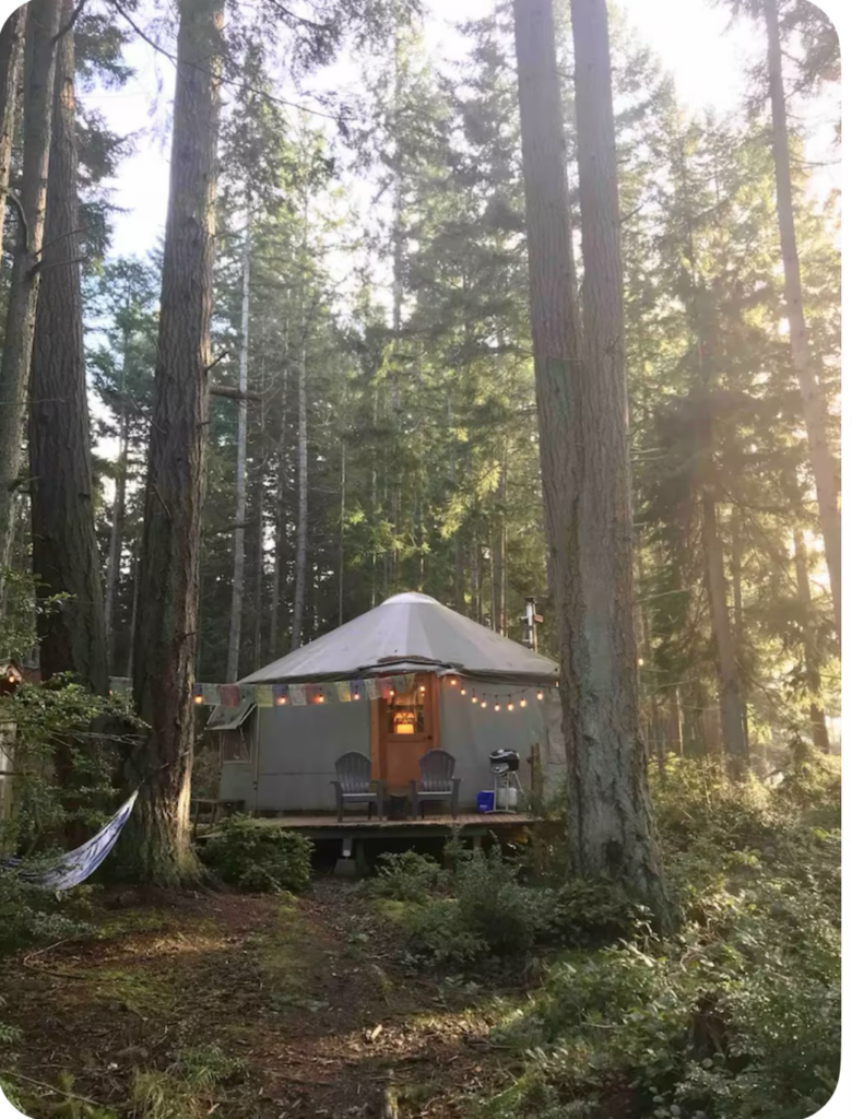 A yurt in the wood with native vegetation around it.