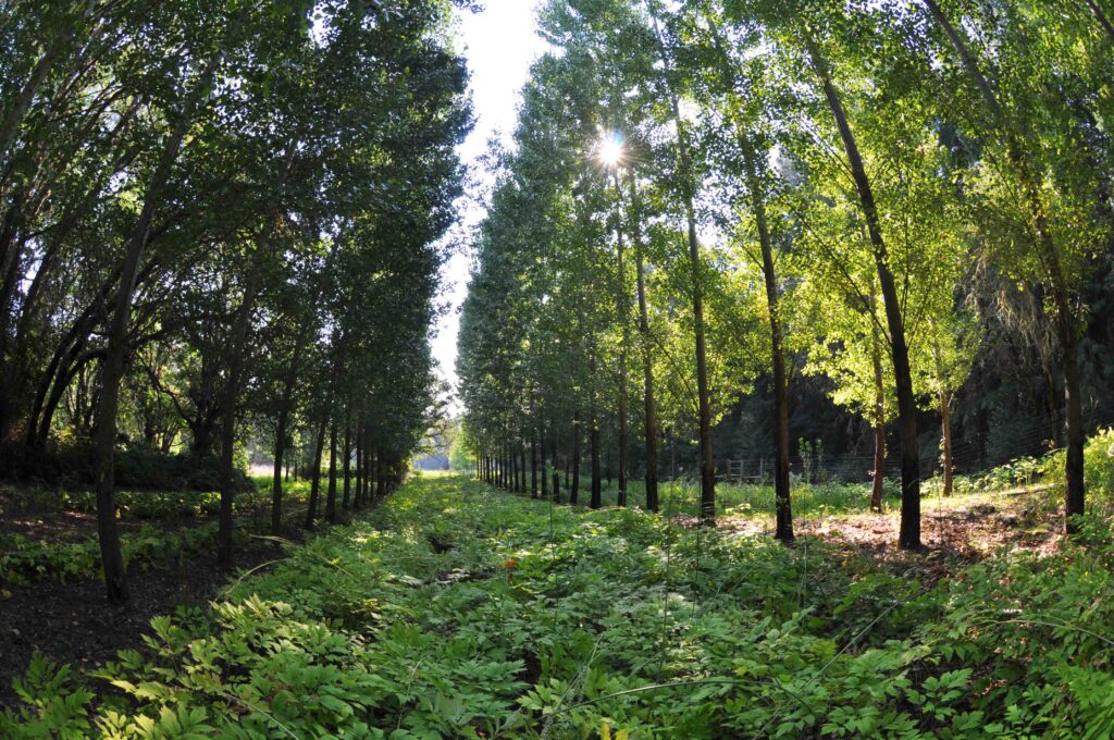The photo shows black and blue cohosh being grown in a narrow alley between rows of hybrid poplar trees, which are keeping the crop shaded.