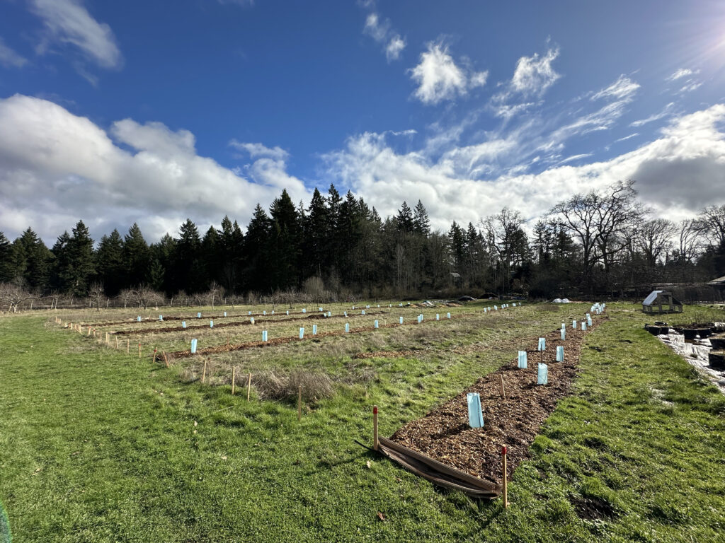 Rows of recently planted shrubs protected by tubes with grass growing in between. Photo: Patrick Shults, WSU Extension.