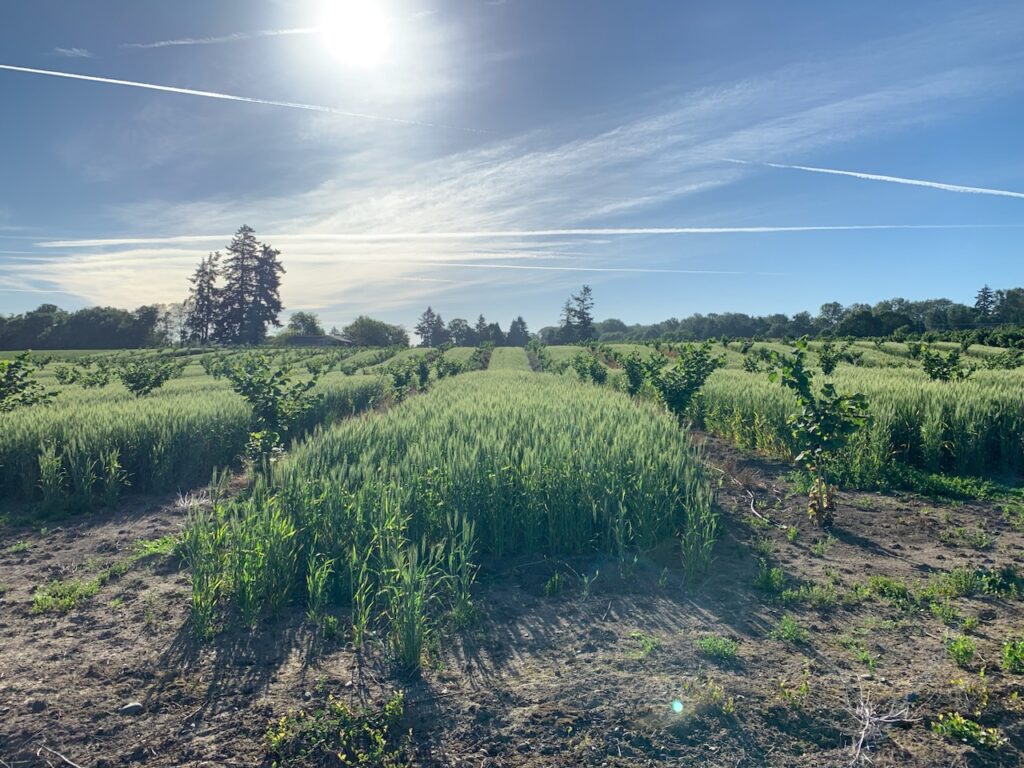 A grainc rop cultivated between rows of recently planted hazelnut trees.