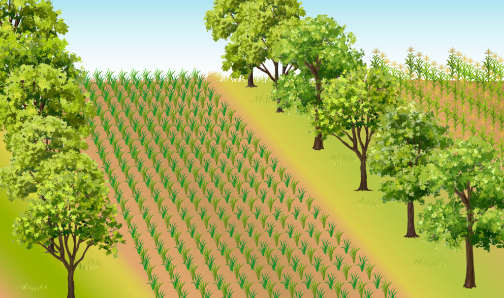 A graphic depicting alley cropping. An unknown crop is grown in a wide alley created by two rows of deciduous trees.