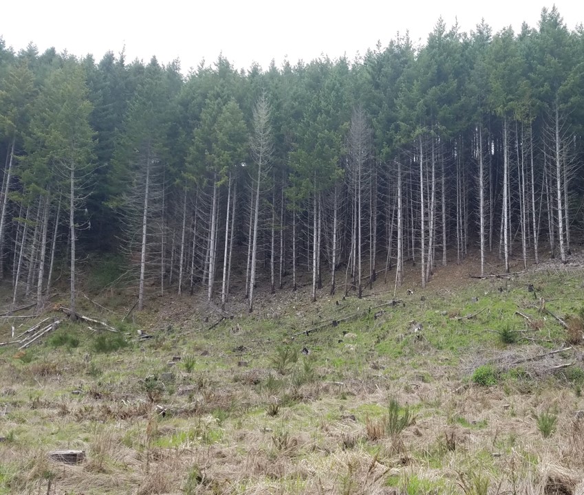 A view of an overstocked conifer plantation. The trees are densely planted and completely dark underneath.