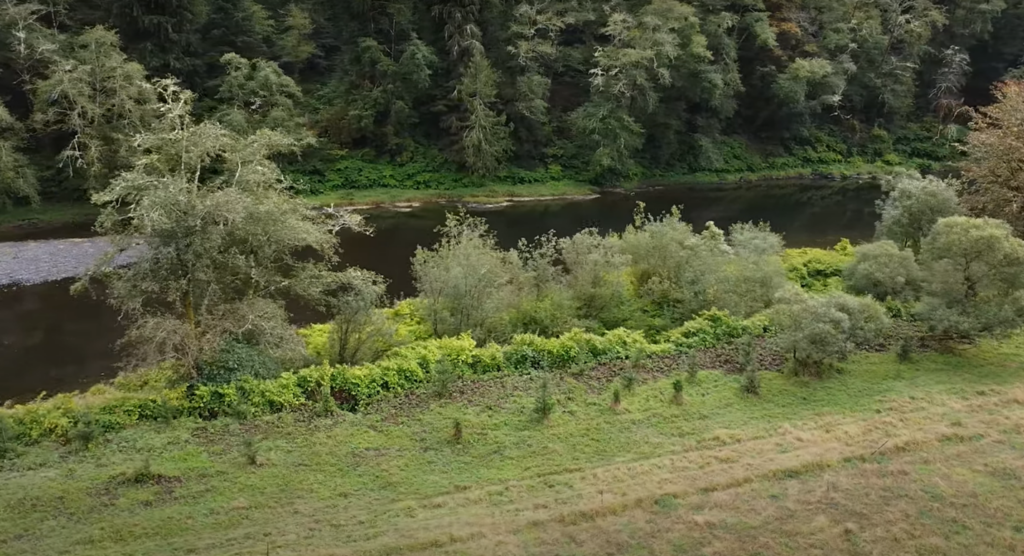 An aerial view of a stream with a riparian buffer.