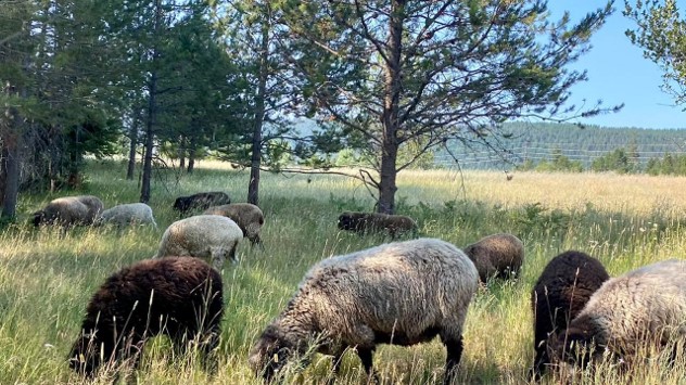 Sheep grazing in the foreground with a forest in the background.