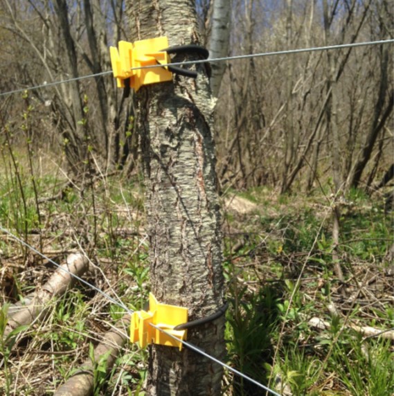 A tree branch is used as a fencing post with electrified wire running across it.