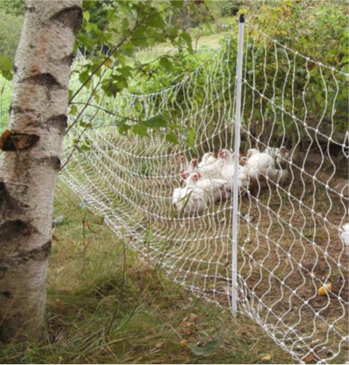 Chickens grazing on the other side of electrfied polywire net fencing under a canopy of trees and shrubs.