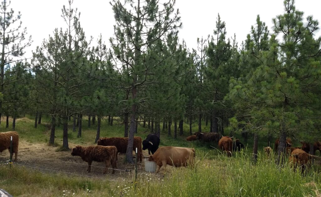 Highland cattle grazing in the understory of a Ponderosa pine forest.