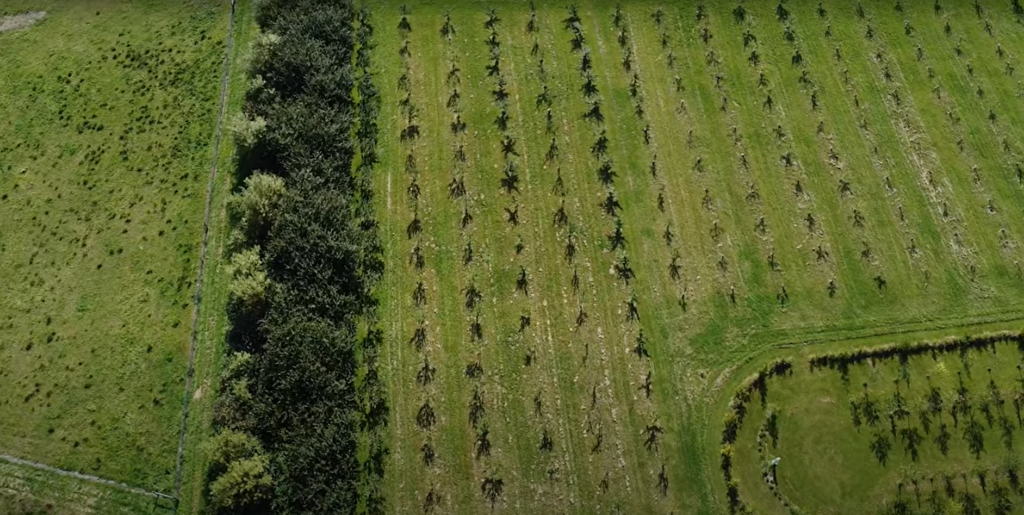 An aerial view of the alley cropping system at Raising Cane Ranch.  A strip of dense vegetation surrounds a drainage in the middle left of the photo.  To the right, apple trees are planted in rows while hay grows in between. 