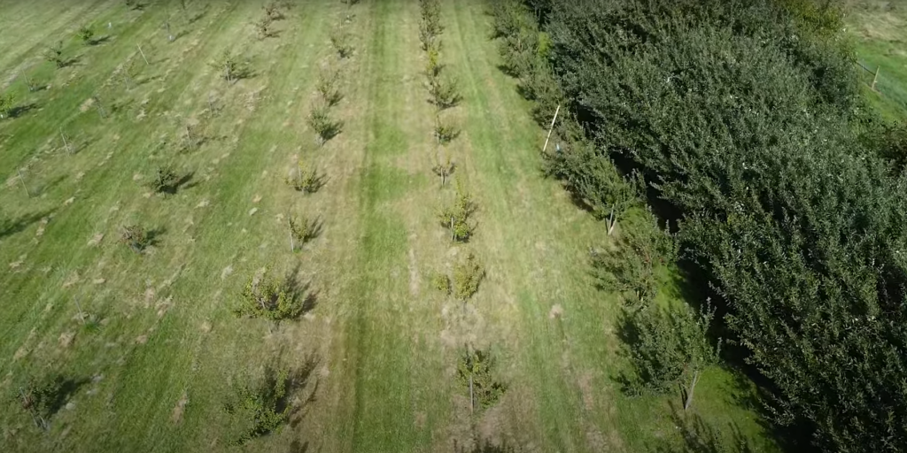 An aerial view of the alley cropping system.  Rows of apple trees grow with hay managed between them.  On the right a drainage is surrounded by native vegetation. 
