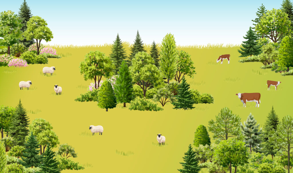 An open field with circular clusters of vegetation growing scattered throughout and animals grazing between them.