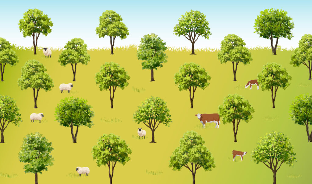 Trees are uniformally spaced throughout an open field with ample space between for cows and sheep to graze beneath.