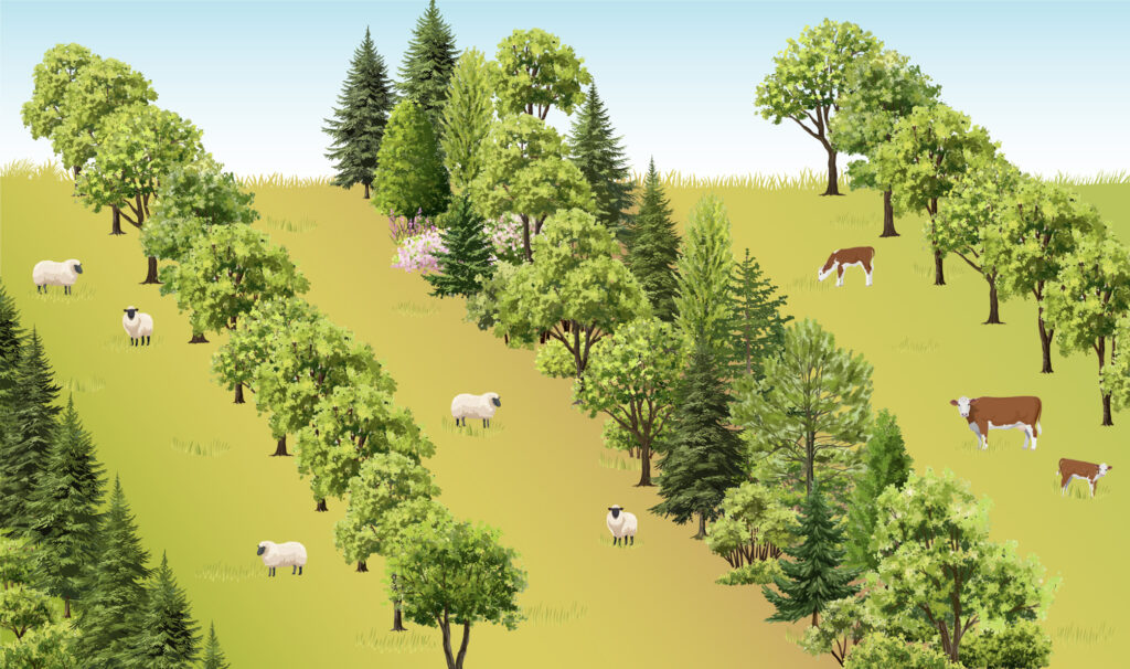 A silvopasture where trees are arranged in single or multiple rows of trees, with a wide enough space between rows to facilitate grazing by animals (cows and sheep depicted).