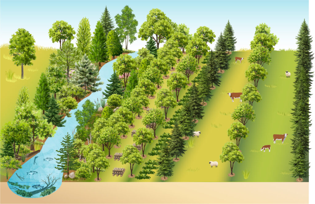 A graphic showing an older tree planting next to a stream designed for silvopasture.