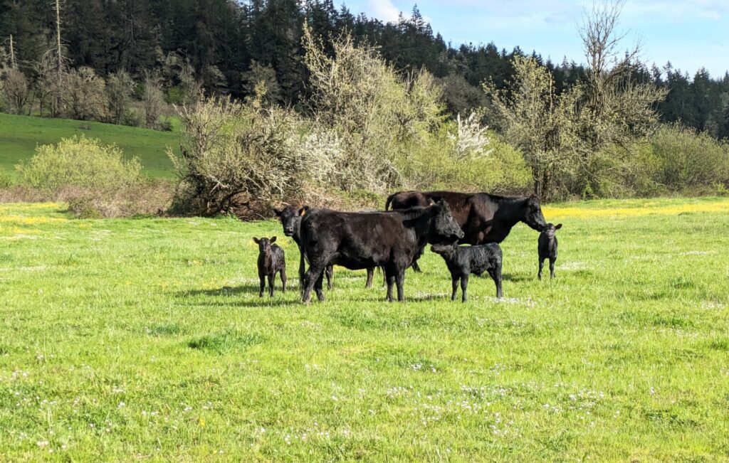 Black angus cattle graze in an open grassy area.