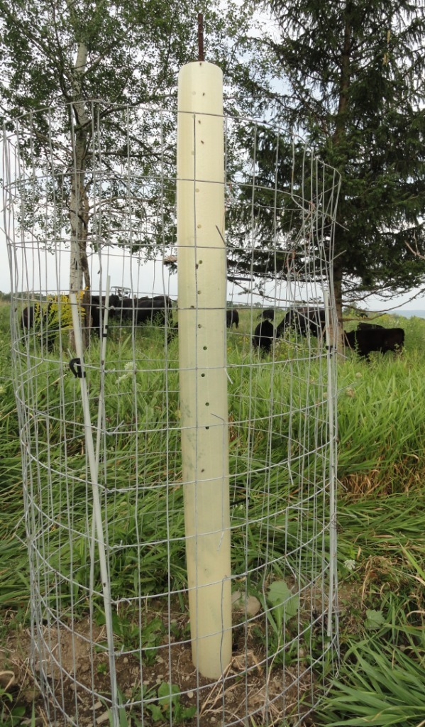 A young tree inside a tree tube protector surrounded by metal caging with cows grazing in the background.