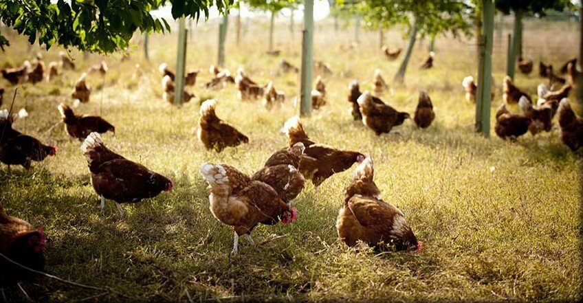 Chickens graze in the understory of a recent tree planting.