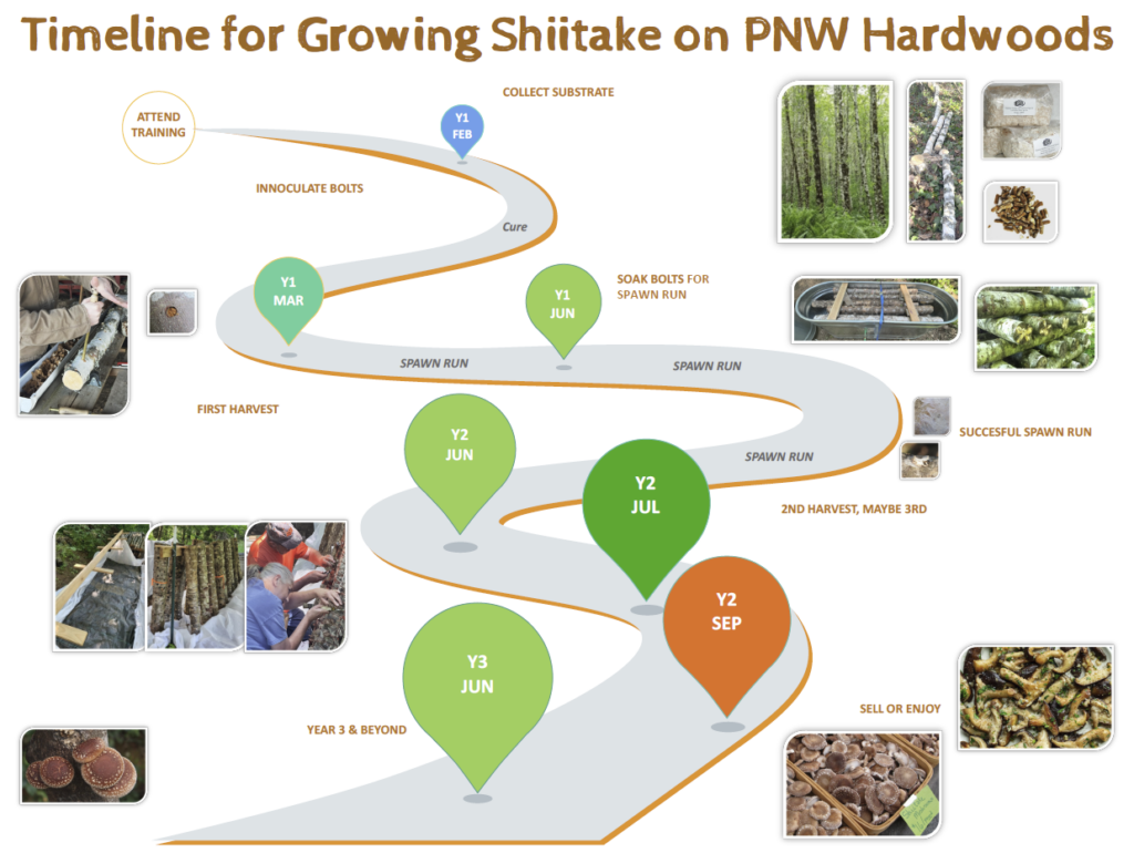 A graphic describing the timeline for forest cultivated shiitake.