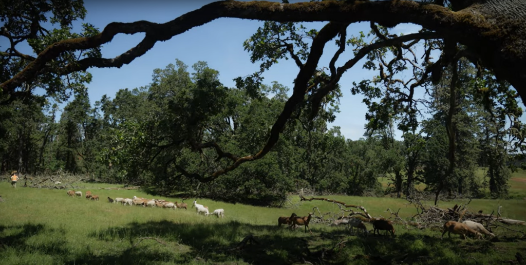 Goats grazing in the understory of an Oregon white oak woodland.