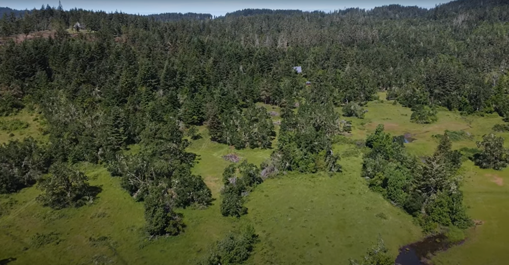 An aerial view of the Spencer Shadow oak woodland. In the foreground, oaks are widely dispersed with large open areas for grazing. In the background, conifers grow more densely in a closed canopy.