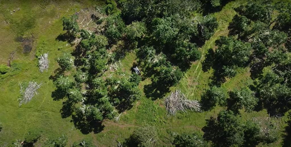 An aerial view of the oak woodland silvopasture after it had been thinned. Piles of woody debris are scattered in open areas between trees.