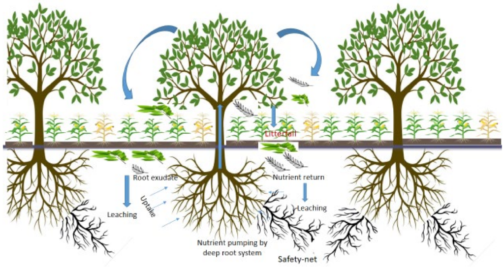 A graphic depicting nutrient cycling benefits in alley cropping systems.