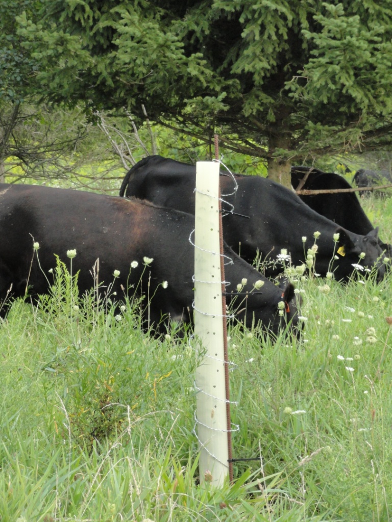 A tree tube in a field with barbed wire wrapped around it while cows graze in the background.