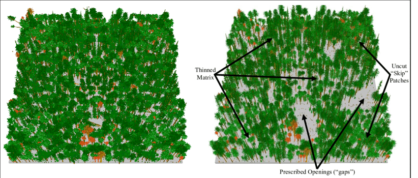 A graphic showing a dense, unthinned forest from above on the left. On the right, the forest has been thinned using variable density thinning methods. Areas have been left uncut and are marked as "skips" where dense vegetation will continue. There are several areas where all trees have been harvested to create prescribed openings or "gaps". The remaining space has been thinned to varying levels of density and is marked as the "thinned matrix".