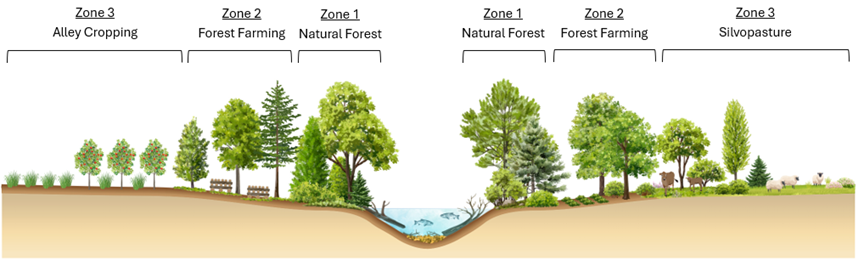 A graphic depicting a cross-section of a stream with a working riparian buffer with different zones labelled.