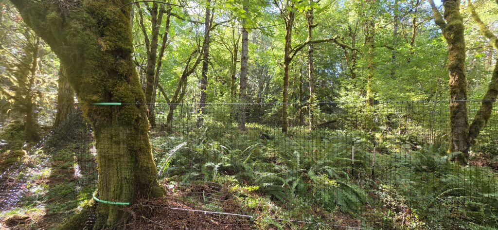 Fencing to in the forest to protect forest farming crops from pests.